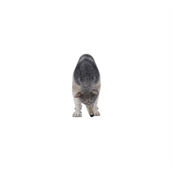 3d wild wolf isolated png