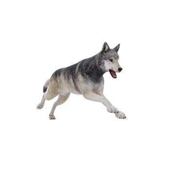 3d wild wolf isolated png