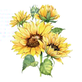 Watercolor sunflowers bouquet, hand painted sunflower bouquets with greenery, sunfower flower arrangement. Wedding invitation clipart elements. Watercolor floral. Botanical Drawing. White background. vector