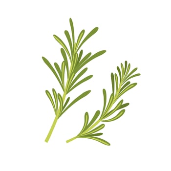 Vector illustration, fresh rosemary, isolated on white background.