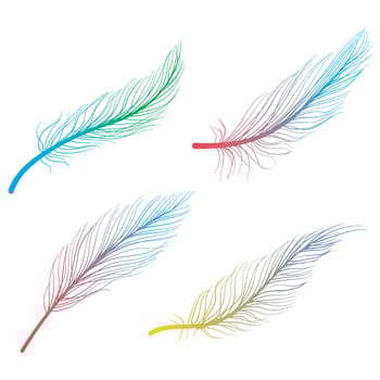 Hand drawn bird feathers linear doodle art vector