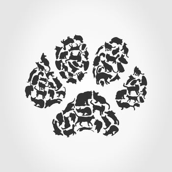 Cat vector illustration