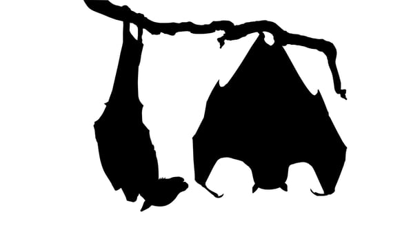 Sleeping Bat on the Branch Tree Silhouette for Halloween Poster, Art Illustration, Horror Movie or Film Poster of for Graphic Design Element. Vector Illustration