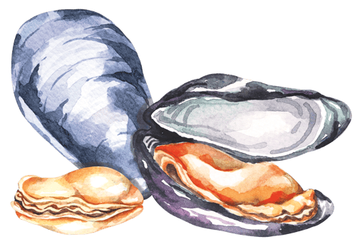 Fresh sea food.Mussels hand drawn in watercolor.Sea creatures.Food ingredient. png