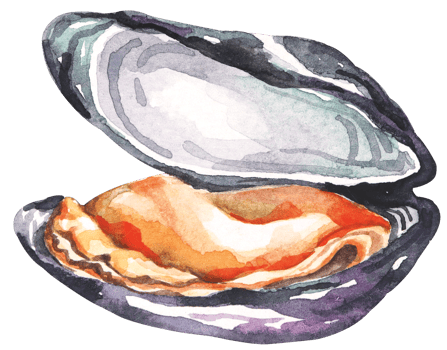 Fresh sea food.Mussels hand drawn in watercolor.Sea creatures.Food ingredient. png