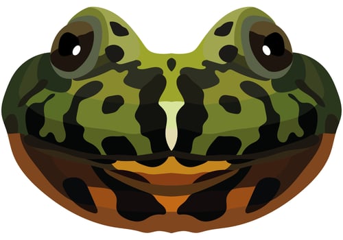 Realistic muzzle of fire-bellied toad. Portrait of a multi-colored frog on a white background. Vector graphics.