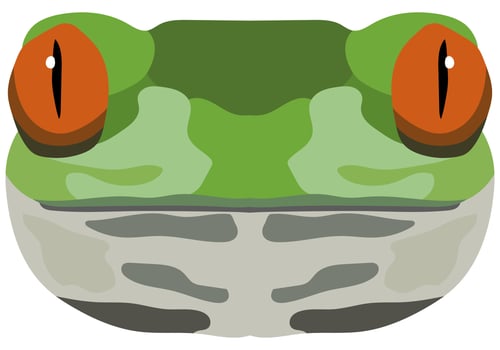 Realistic frog muzzle. Portrait of a green frog on a white background. Vector graphics.