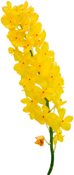 close up beautiful orchid flower cut out png