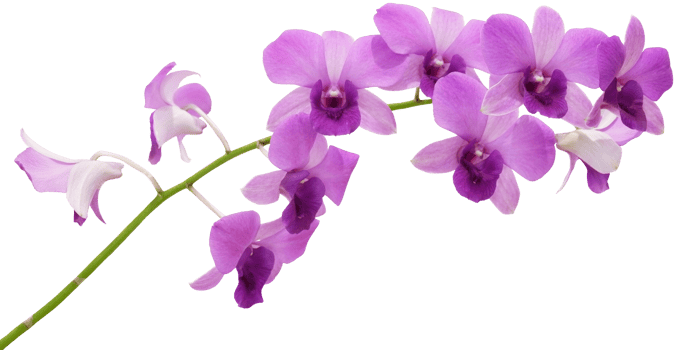 close up beautiful orchid flower cut out png