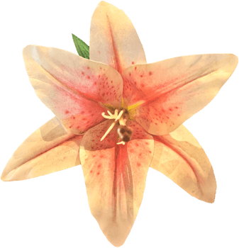 close up beautiful orchid flower cut out png