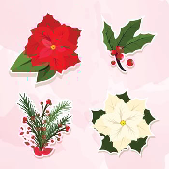 Poinsettias Christmas Flower Decoration vector