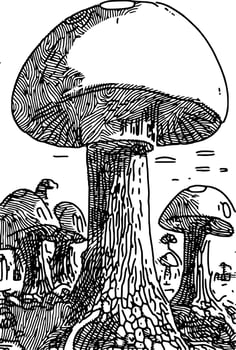 vector illustration of mushroom cartoon