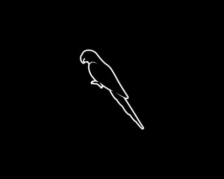 Parrot Silhouette on Black Background. vector