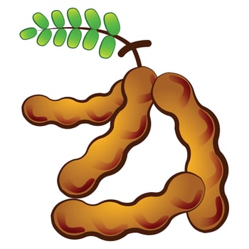 cartoon tamarind,isolated,vector illustration vector