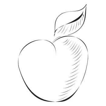 Black and white hand drawn apple. Engraving. Vector illustration isolated on white background.