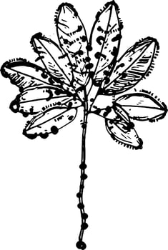 vector illustration of leaf plant