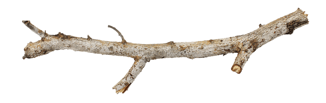 tree branch stick png