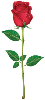 red rose illustrations png