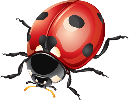 Ladybug or Ladybird png