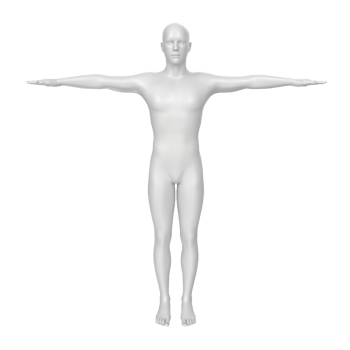 body anatomy isolated on background png
