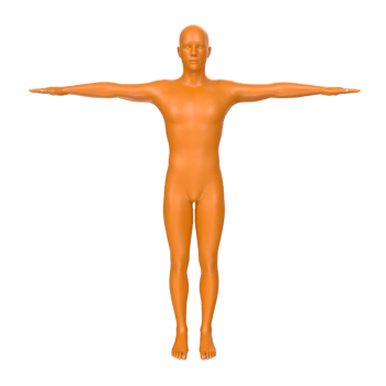 body anatomy isolated on background png