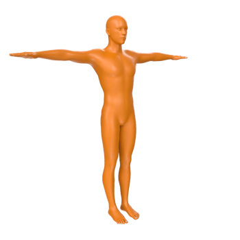 body anatomy isolated on background png