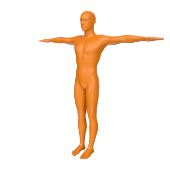 body anatomy isolated on background png