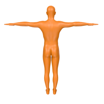 body anatomy isolated on background png