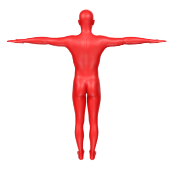 body anatomy isolated on background png