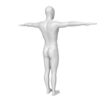 body anatomy isolated on background png
