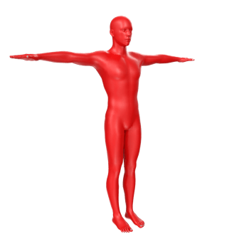body anatomy isolated on background png