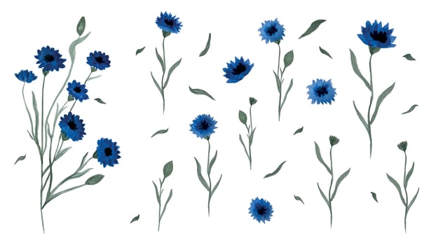 Field flower Cornflower in watercolor and its individual elements in different positions on a white isolated background. Vector