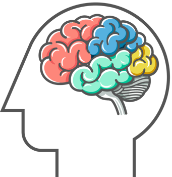 Human brain diagram png