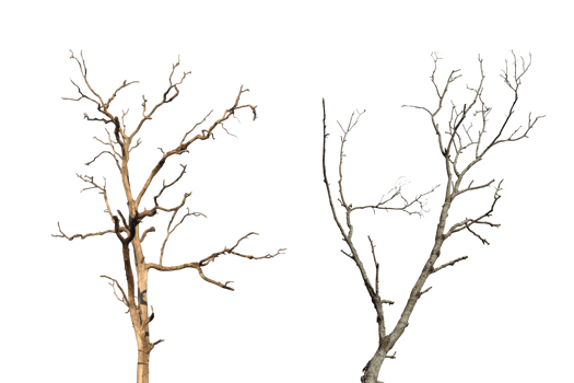 Dead tree branch isolated on transparent background PNG file.