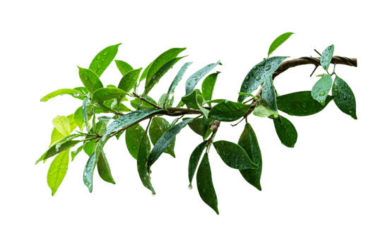 Green leaves branch with drop isolated on transparent background PNG file.