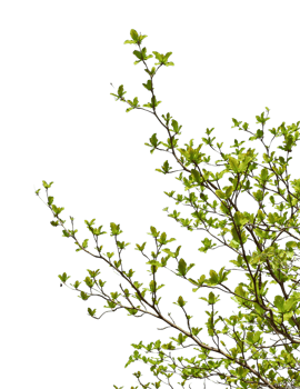 Green leaves on branch isolated on transparent background PNG file