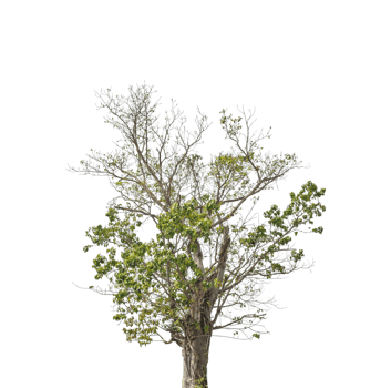 Tree isolated on transparent background PNG file