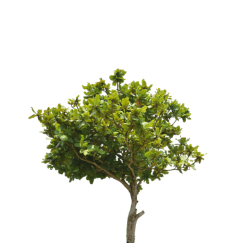Tree isolated on transparent background PNG file