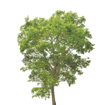Tree isolated on transparent background PNG file
