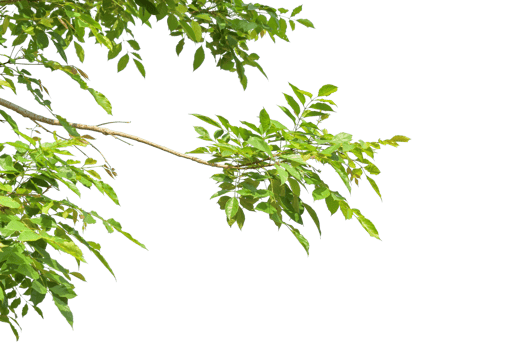 Green leaves on branch isolated on transparent background PNG file