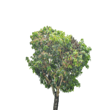 Tree isolated on transparent background PNG file