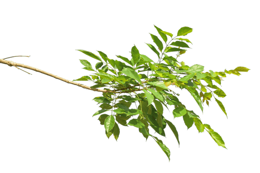 Green leaves on branch isolated on transparent background PNG file