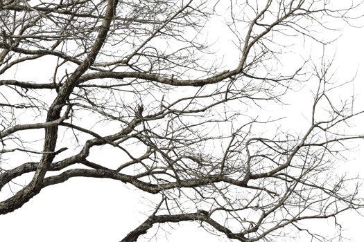 Dry tree branch isolated on transparent background PNG file