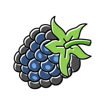 blackberry berry color icon vector illustration