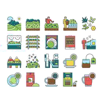 Tea Drink Production Collection Icons Set Vector