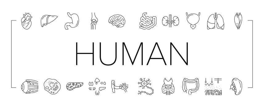 Human Internal Organ Anatomy Icons Set Vector