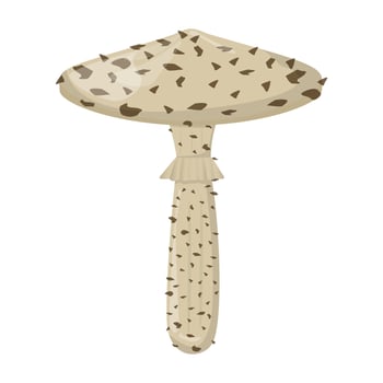 Toadstool mushroom. Edible Organic mushrooms. Truffle brown cap. Forest wild mushrooms types. Colorful vector illustration isolated on white background.