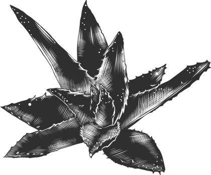 PNG engraved style illustration for posters, decoration and print. Hand drawn sketch of aloe vera. Detailed vintage woodcut style drawing.