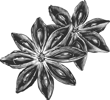PNG engraved style illustration for posters, decoration and print. Hand drawn sketch of stars anise. Detailed vegetarian food drawing.