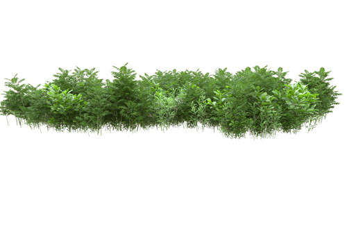 Realistic foliage isolated on transparent background. 3d rendering - illustration png